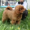 Щенки от пары Брайн х Ютера
